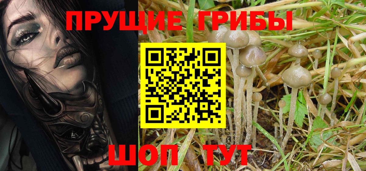 Псилоцибиновые грибы Psilocybine cubensis Канск